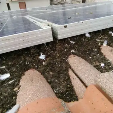 guano-uccelli-sul-tetto-fotovoltaico Escrementi sotto i pannelli fotovoltaici in un tetto